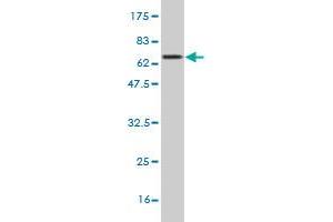 Western Blot detection against Immunogen (70.
