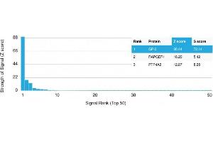 Analysis of Protein Array containing more than 19,000 full-length human proteins using GP2 Mouse Monoclonal Antibody (GP2/1712) Z- and S- Score: The Z-score represents the strength of a signal that a monoclonal antibody (Monoclonal Antibody) (in combination with a fluorescently-tagged anti-IgG secondary antibody) produces when binding to a particular protein on the HuProtTM array. (GP2 anticorps  (AA 35-179))