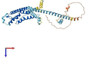 AlphaFold protein structure predicition of Mouse Recombinant Calhm1 Protein, UniprotID D3Z291