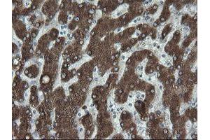 Image no. 12 for anti-Fetal and Adult Testis Expressed 1 (FATE1) antibody (ABIN1498222)