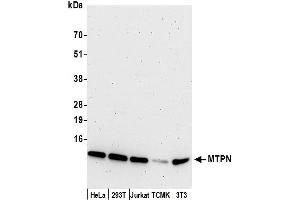 Western Blotting (WB) image for anti-Myotrophin (MTPN) (AA 68-118) antibody (ABIN7453137)