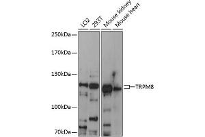 Western blot analysis of extracts of various cell lines, using TRPM8 antibody (ABIN6128838, ABIN6149590, ABIN6149592 and ABIN6216252) at 1:3000 dilution.