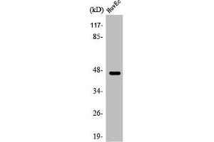 Western Blot analysis of HuvEc cells using ARP-1 Polyclonal Antibody (NR2F2 anticorps  (N-Term))
