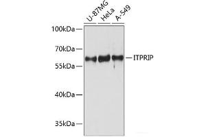Western blot analysis of extracts of various cell lines using ITPRIP Polyclonal Antibody at dilution of 1:3000. (ITPRIP anticorps)