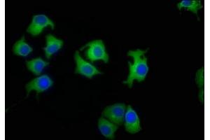 Immunofluorescence staining of A549 cells with ABIN7157890 at 1:50, counter-stained with DAPI.