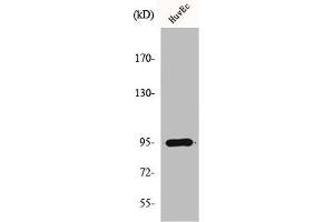 Western Blot analysis of A549 cells using HURP Polyclonal Antibody