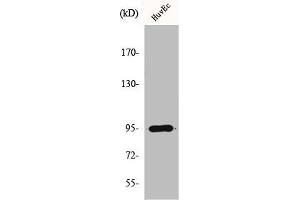 Western Blot analysis of A549 cells using HURP Polyclonal Antibody (DLGAP5 anticorps  (C-Term))