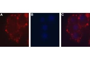 Expression of P2RX2 in rat PC12 cellsCell surface detection of P2RX2 in intact living rat pheochromocytoma cell line (PC12).