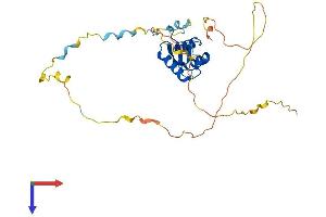 AlphaFold protein structure predicition of Mouse Recombinant Foxe3 Protein, UniprotID Q9QY14