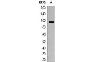 Western blot analysis of ATG9A expression in HT29 (A) whole cell lysates. (ATG9A anticorps)