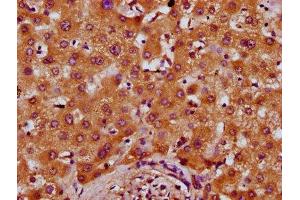 IHC image of ABIN7164796 diluted at 1:400 and staining in paraffin-embedded human liver tissue performed on a Leica BondTM system. (PREPL anticorps  (AA 604-699))
