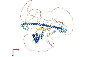 AlphaFold protein structure predicition of Mouse Recombinant Bach1 Protein, UniprotID P97302