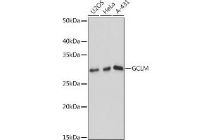 Western blot analysis of extracts of various cell lines, using GCLM antibody (ABIN7267425) at 1:1000 dilution. (GCLM anticorps)