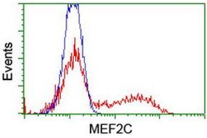 HEK293T cells transfected with either RC220584 overexpress plasmid (Red) or empty vector control plasmid (Blue) were immunostained by anti-MEF2C antibody (ABIN2454323), and then analyzed by flow cytometry. (MEF2C anticorps)