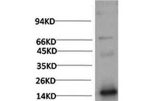 Western Blot analysis of Human Serum using TTR Monoclonal Antibody at dilution of 1:2000. (TTR anticorps)