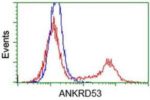 Flow Cytometry (FACS) image for anti-Ankyrin Repeat Domain 53 (ANKRD53) (AA 1-300) antibody (ABIN1490722) (ANKRD53 anticorps  (AA 1-300))