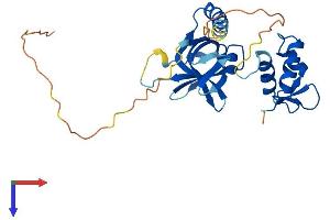 AlphaFold protein structure predicition of Human Recombinant RPA2 Protein, UniprotID P15927
