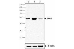 Western Blotting (WB) image for anti-Interferon Regulatory Factor 1 (IRF1) antibody (ABIN2666257) (IRF1 anticorps)