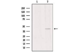 GPR34 anticorps  (C-Term)