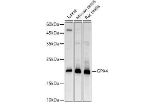 Western blot analysis of extracts of various cell lines, using GPX4 antibody (ABIN3015729, ABIN3015730, ABIN3015731, ABIN1680090 and ABIN6219078) at 1:1000 dilution.