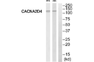 Western blot analysis of extracts from 293 cells and 3T3 cells, using CACNA2D4 antibody. (CACNA2D4 anticorps  (Internal Region))