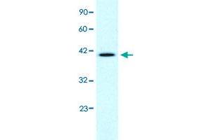 Western Blot analysis of Daudi cell lysate with CCRN4L polyclonal antibody  at 1-2 ug/mL working concentration. (CCRN4L anticorps  (N-Term))