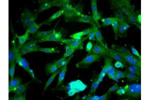 Image provided by One World Lab validation program.