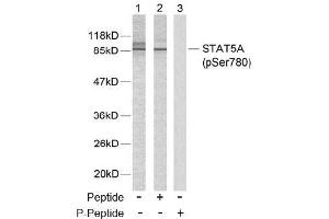 Image no. 2 for anti-Signal Transducer and Activator of Transcription 5A (STAT5A) (pSer780) antibody (ABIN196698) (STAT5A anticorps  (pSer780))
