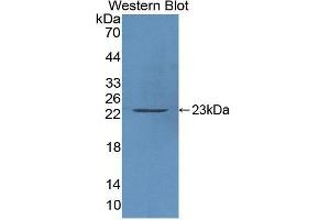 Western Blotting (WB) image for anti-Caspase 3 (CASP3) (AA 29-175) antibody (ABIN1077911) (Caspase 3 anticorps  (AA 29-175))