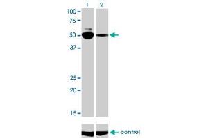 Western blot analysis of MYCN over-expressed 293 cell line, cotransfected with MYCN Validated Chimera RNAi (Lane 2) or non-transfected control (Lane 1). (MYCN anticorps  (AA 1-100))