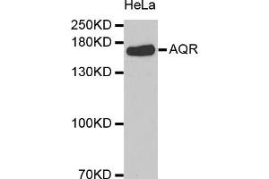 Western blot analysis of extracts of HeLa cells, using AQR antibody (ABIN5973580). (AQR anticorps)