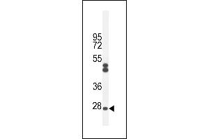 C Antibody (Center) (ABIN654951 and ABIN2844592) western blot analysis in CHO cell line lysates (35 μg/lane). (C6ORF62 anticorps  (AA 118-147))