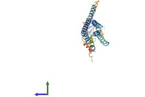 AlphaFold protein structure predicition of Human Recombinant GJB5 Protein, UniprotID O95377