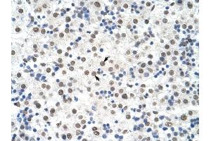 DDX19B antibody was used for immunohistochemistry at a concentration of 4-8 ug/ml to stain Hepatocytes (arrows) in Human Liver. (DDX19B anticorps)