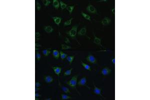 Immunofluorescence analysis of L929 cells using SRPRB antibody (ABIN6132685, ABIN6148459, ABIN6148460 and ABIN6214895) at dilution of 1:100.