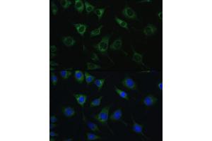 Immunofluorescence analysis of L929 cells using SRPRB antibody (ABIN6132685, ABIN6148459, ABIN6148460 and ABIN6214895) at dilution of 1:100. (SRPRB anticorps  (AA 57-271))