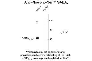 Western Blot of Anti-GABA(A) Receptor gamma 2 pS327 (Rabbit) Antibody - 612-401-D52 Western Blot of Rabbit Anti-GABA(A) Receptor gamma 2 pS327 antibody. (GABRG2 anticorps  (pSer327))