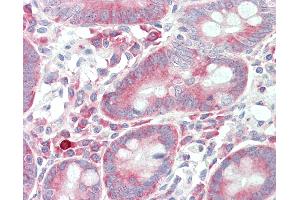 Anti-CASKIN1 antibody IHC staining of human small intestine. (CASKIN1 anticorps  (Internal Region))