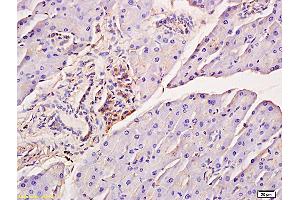 Formalin-fixed and paraffin embedded mouse pancreas tissue labeled with Anti-Phospho-IRF7 (Ser471/472) Polyclonal Antibody, Unconjugated (ABIN742703) at 1:200 followed by conjugation to the secondary antibody and DAB staining
