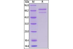 Human ANGPTL7, Mouse IgG2a Fc Tag on  under reducing (R) condition. (ANGPTL7 Protein (AA 27-346) (Fc Tag))
