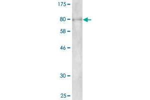 Western Blot detection against Immunogen (89.