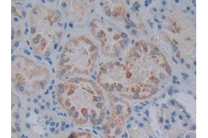 anti-Nitric Oxide Synthase 1 (Neuronal) Adaptor Protein (NOS1AP) (AA 285-506) antibody