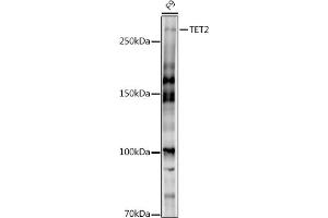 Western blot analysis of extracts of F9 cells, using TET2 antibody (ABIN7270780) at 1:1000 dilution.