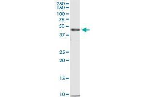 CTBP2 MaxPab polyclonal antibody.