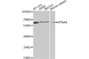Western blot analysis of extracts of various cell lines, using KPNA4 antibody. (KPNA4 anticorps)