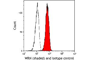 Flow Cytometry (FACS) image for anti-Werner syndrome RecQ like helicase (WRN) (C-Term) antibody (ABIN7795757) (Recombinant RECQL2 anticorps  (C-Term))
