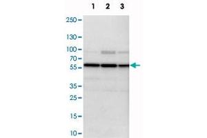 Western blot analysis of cell lysates with PSMC1 polyclonal antibody  at 1:250-1:500 dilution.