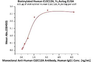 Immobilized Biotinylated Human CLEC12A, Fc,Avitag (ABIN6973030) at 1 μg/mL (100 μL/well) on streptavidin  precoated (0. (CLEC12A Protein (AA 65-265) (AVI tag,Fc Tag,Biotin))