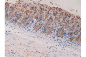 IHC-P analysis of Mouse Stomach Tissue, with DAB staining. (Intrinsic Factor anticorps  (AA 31-288))