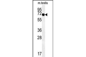 Western blot analysis of ZBTB5 Antibody (N-term) (ABIN651495 and ABIN2840267) in mouse testis tissue lysates (35 μg/lane). (ZBTB5 anticorps  (N-Term))